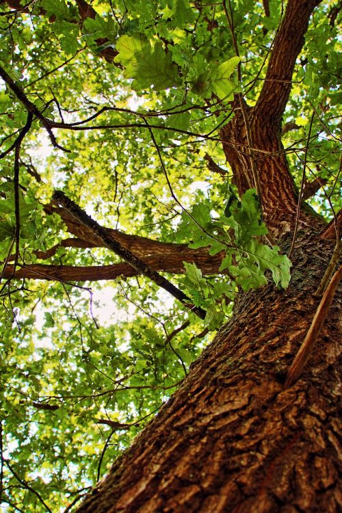 oak tree oak tree