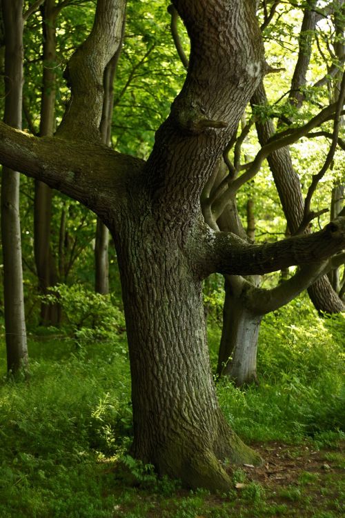 oak oak forest tree