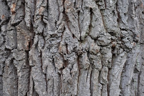 oak  bark  tribe