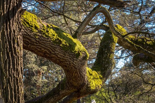 oak  moss  tree