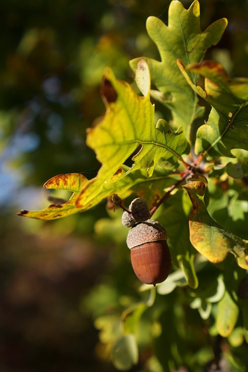 oak  quercus  acorn