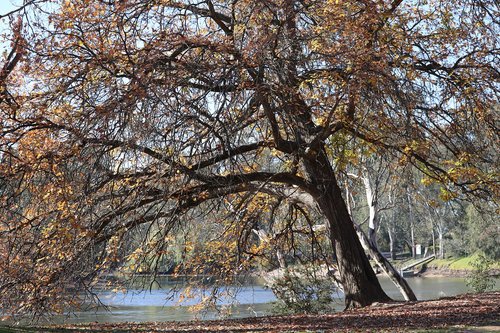 oak  tree  park