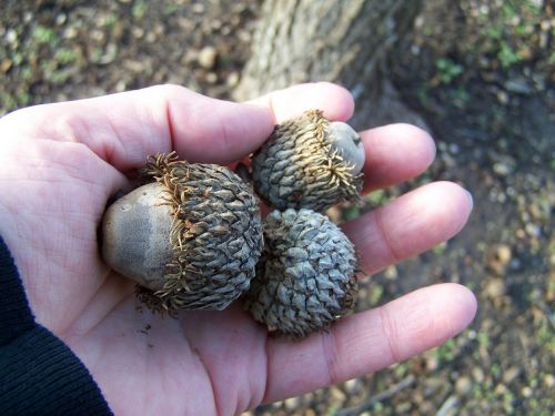 oak acorns hand