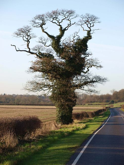 oak tree ivy