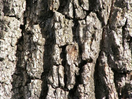 oak tree bark