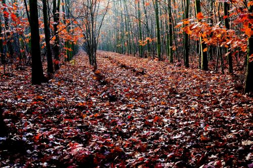 oak autumn forest