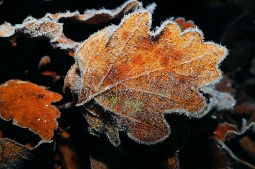 oak leaf leaves