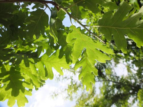 oak leaves green