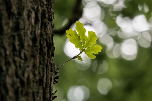 oak leaf oak leaf