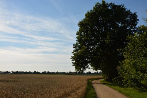 oak wheat field path