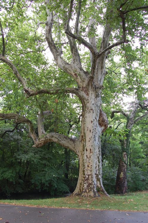 oak old tree