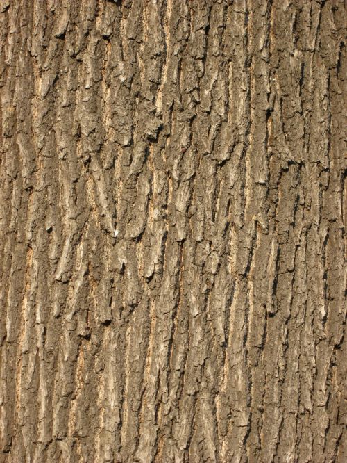 oak bark tree bark bark