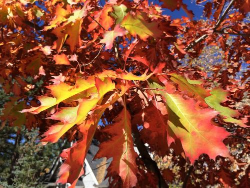 oak leaf red yellow