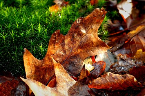 oak leaf leaf autumn