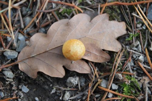 oak leaf galls ball