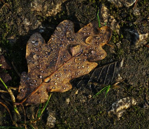 oak leaf leaf drop of water
