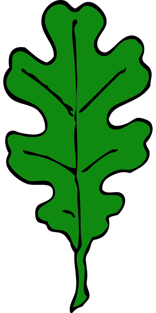 oak leaf green leaf