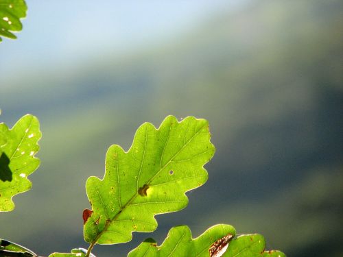 oak leaf green structure