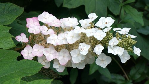 oak leaf hydrangea turning pink hydrangea