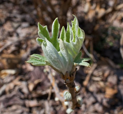 oak leaf hydrangea new foliage shrub