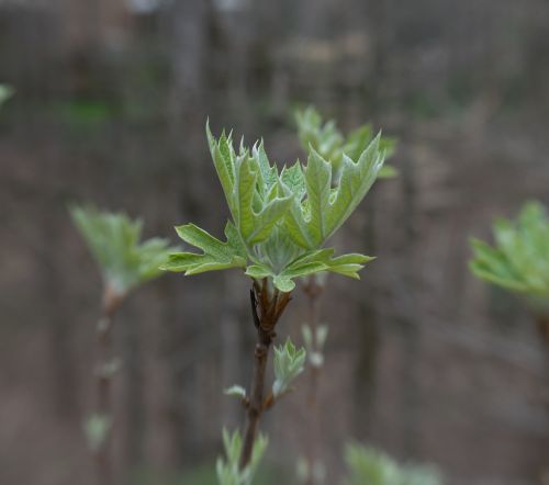 oak leaf hydrangea new foliage shrub