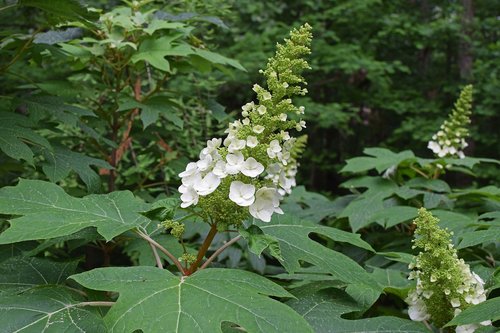 oak leaf hydrangea  hydrangea  shrub