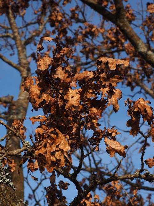 oak leaves oak tree