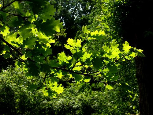oak leaves branch tree