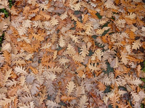 oak leaves foliage autumn