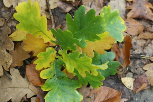 oak leaves leaves emerge