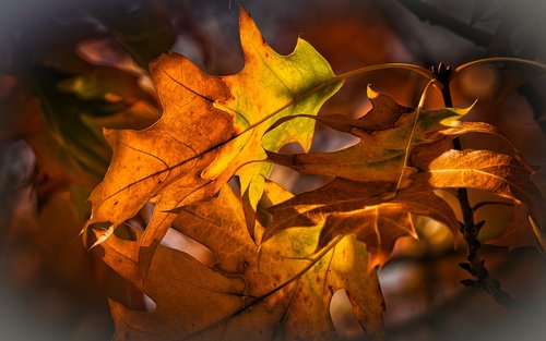 oak leaves  autumn  bright