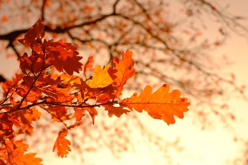oak leaves  leaves  fall foliage