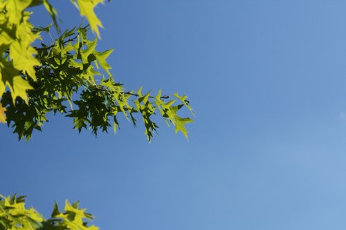 oak leaves  sky  leaves