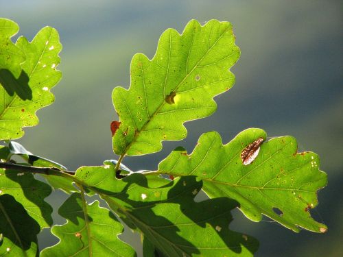 oak leaves green structure