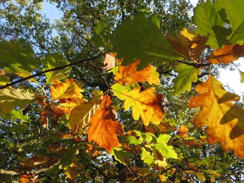 oak leaves oak autumn