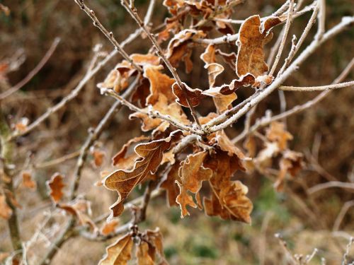 oak leaves oak dry