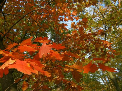 oak leaves red close
