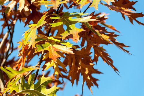 oak leaves autumn fall