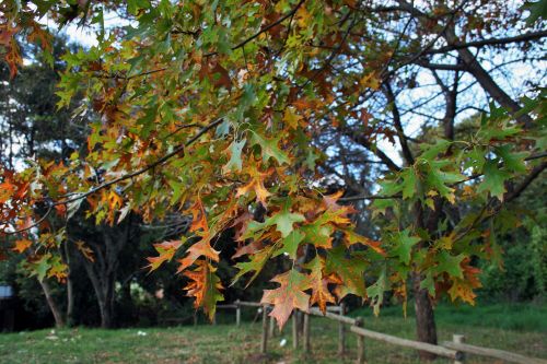 Oak Leaves In Autumn