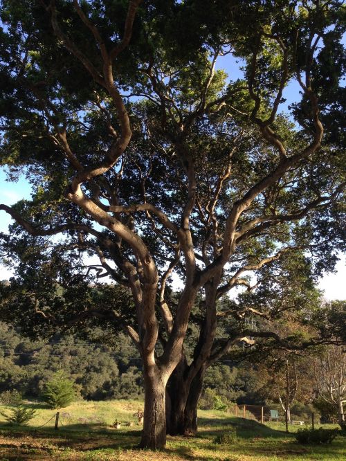 oak tree nature tree