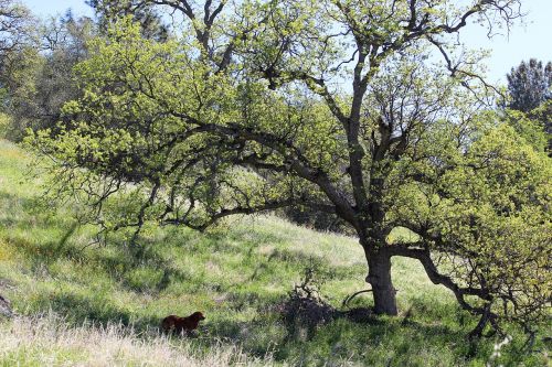 oak tree meadow oak
