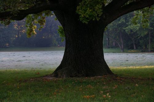 oak tree ground frost meadow