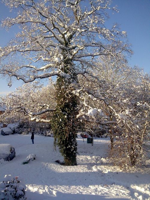 oak tree tree snowy scene