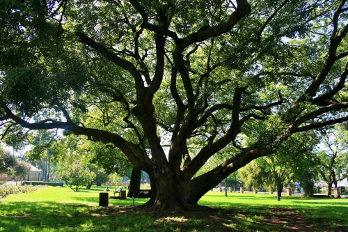 oak tree tree oak