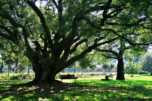 oak tree tree oak
