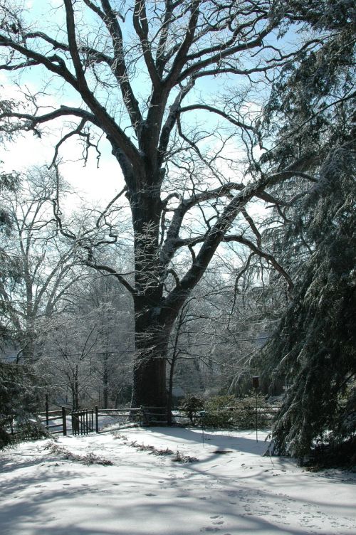 oak tree wooden fence winter scene