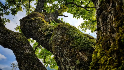 oak tree  nature  bosnia and herzegovina