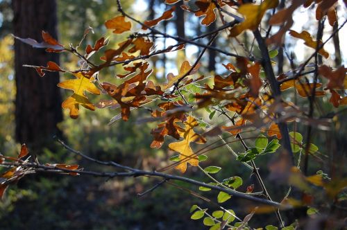 oak tree forest leaves