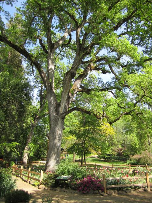 oak tree garden park