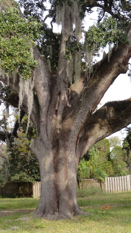 oak tree tree limbs